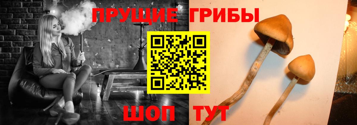 Шуя  Галлюциногенные грибы MAGIC MUSHROOMS  Вход с VPN 